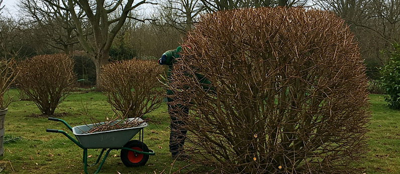Gardening in February